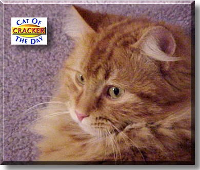 Cracker, the Cat of the Day
