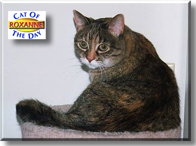 Roxanne, the Cat of the Day