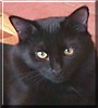 Panther