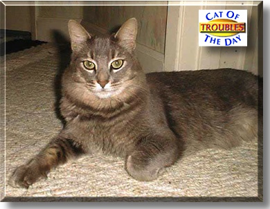 Troubles, the Cat of the Day