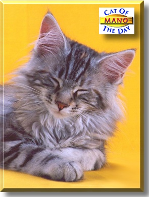 Mano, the Cat of the Day