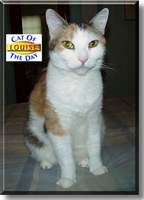 Louise, the Cat of the Day