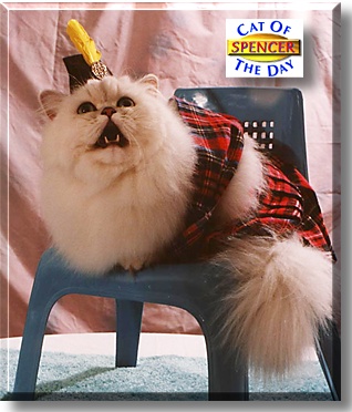 Spencer, the Cat of the Day