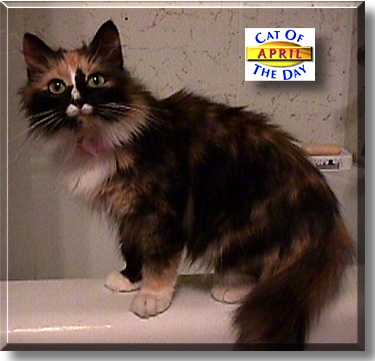 April, the Cat of the Day