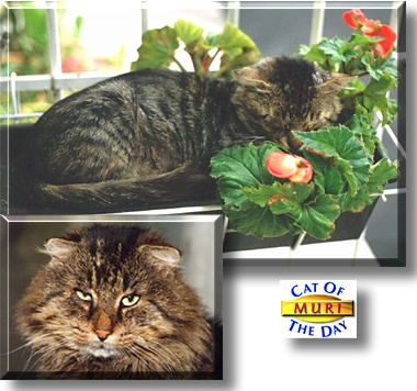 Muri, the Cat of the Day