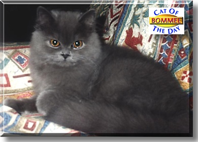 Bommel, the Cat of the Day