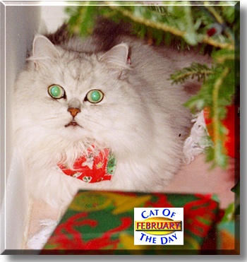 February, the Cat of the Day