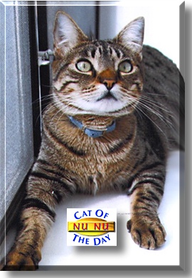 Nunu, the Cat of the Day