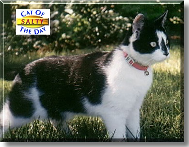 Salty, the Cat of the Day