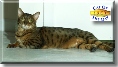 Lucy, the Cat of the Day