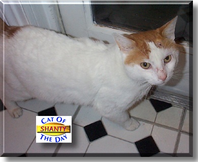 Shanty, the Cat of the Day