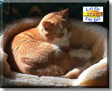 Spud, the Cat of the Day