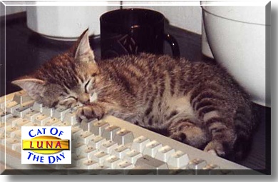 Luna, the Cat of the Day