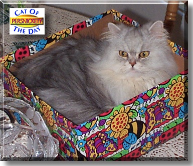 Persnickety, the Cat of the Day