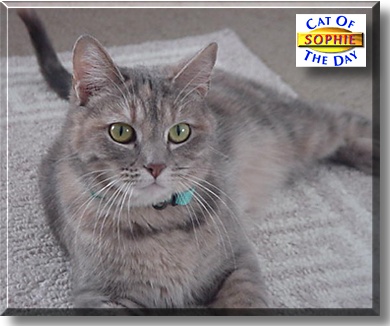 Sophie, the Cat of the Day