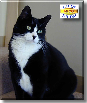 Nico, the Cat of the Day