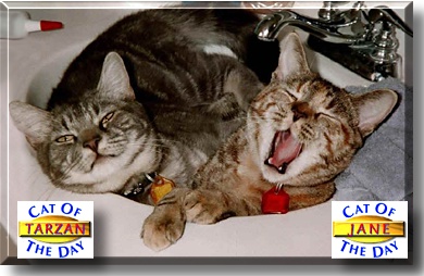Tarzan and Jane, the Cats of the Day