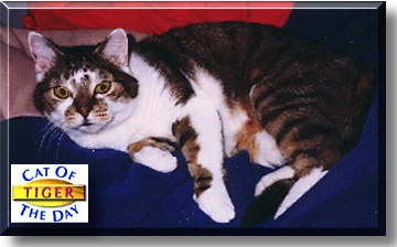 Tiger, the Cat of the Day