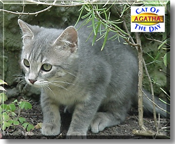 Agatha, the Cat of the Day