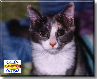 Candyce, the Cat of the Day