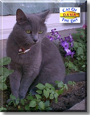 Dana, the Cat of the Day