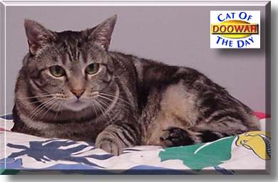 Doowah, the Cat of the Day