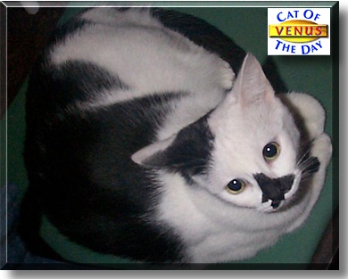 Venus, the Cat of the Day