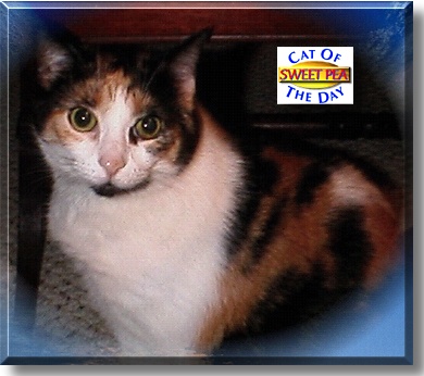 Sweet Pea, the Cat of the Day