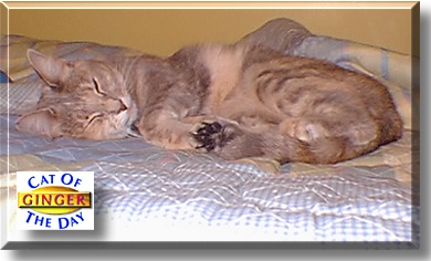 Ginger, the Cat of the Day