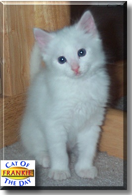 Frankie, the Cat of the Day
