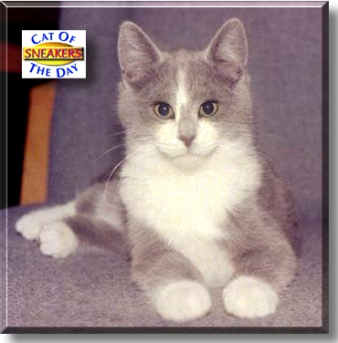 Sneakers, the Cat of the Day
