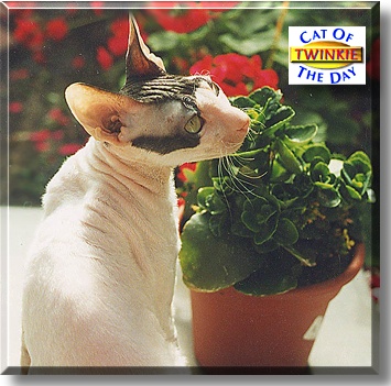 Twinkie, the Cat of the Day