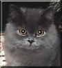 Bommel