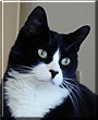 Nico