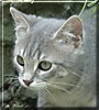 Agatha