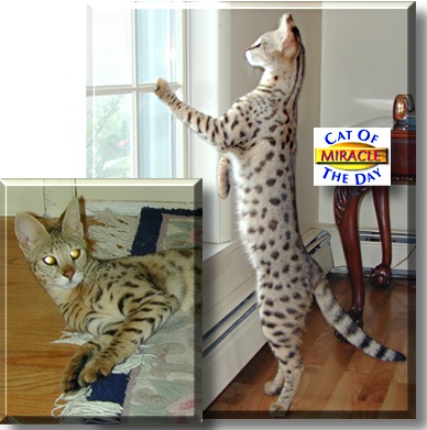 Miracle, the Cat of the Day