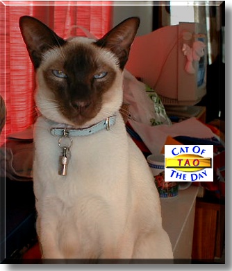 Tao, the Cat of the Day