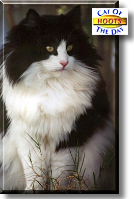 Hoots, the Cat of the Day