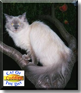 Cuddles, the Cat of the Day