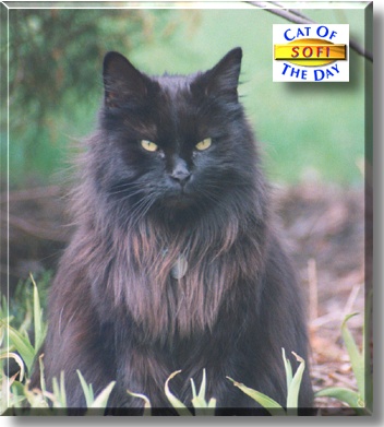 Sofi, the Cat of the Day