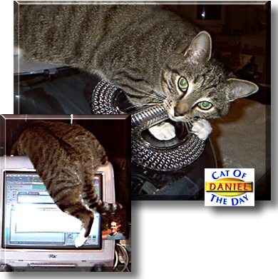 Daniel, the Cat of the Day