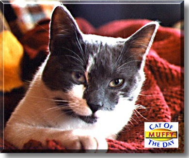 Muffy, the Cat of the Day