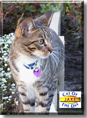 Jake, the Cat of the Day