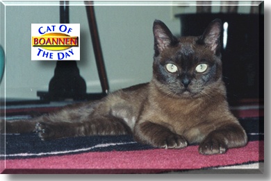 Boannen, the Cat of the Day