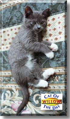 Willow, the Cat of the Day