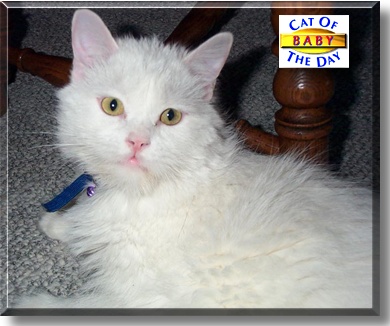 Baby, the Cat of the Day