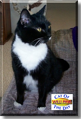 Willi-Paw-Baybee, the Cat of the Day