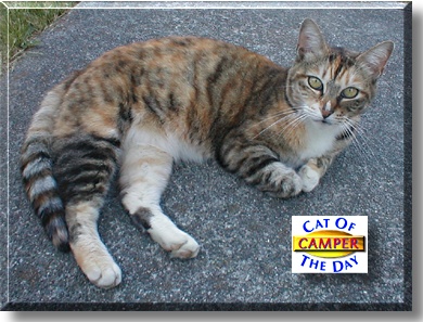 Camper, the Cat of the Day