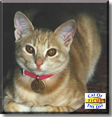 Ficus, the Cat of the Day
