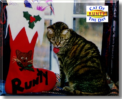 Runty, the Cat of the Day